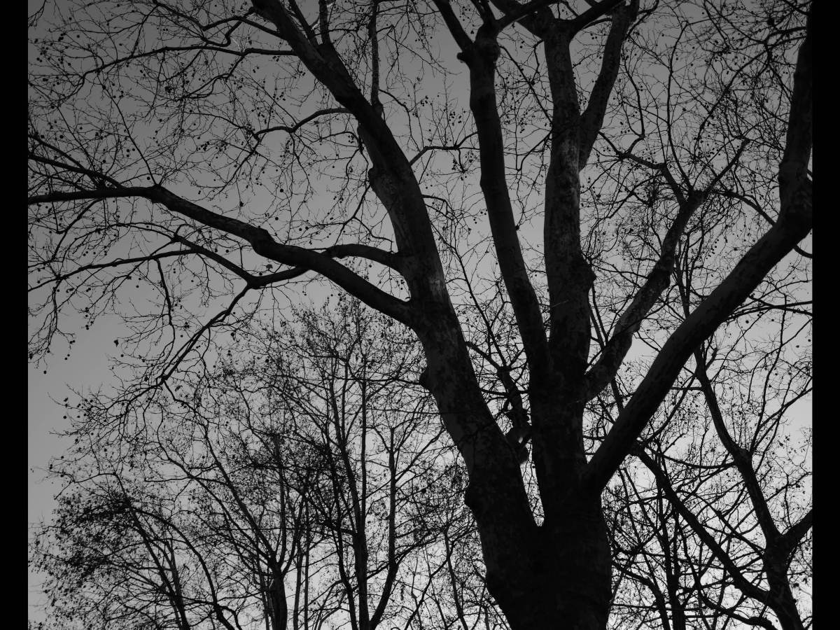 brahms | fantasien&nbsp;op.116