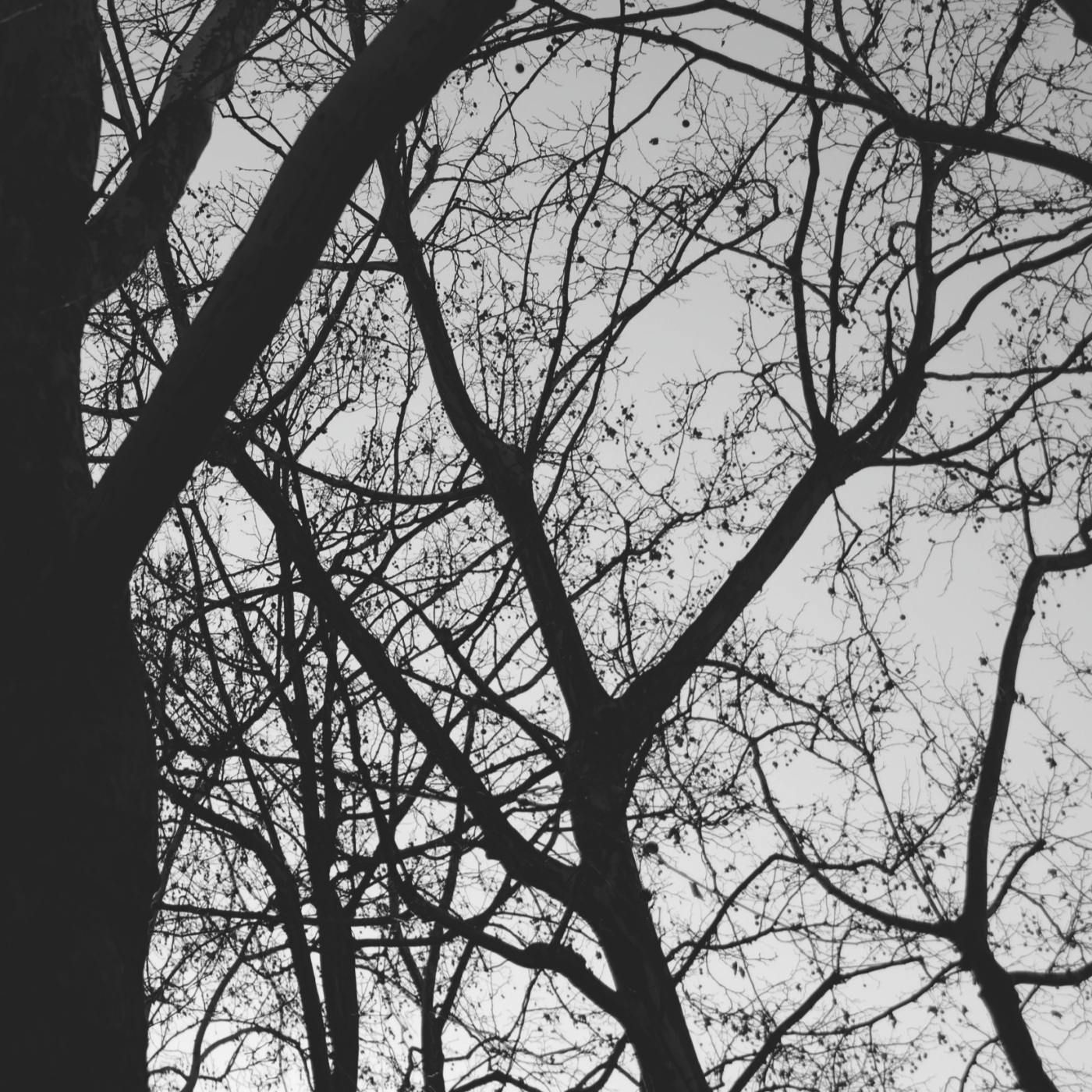 coverimage